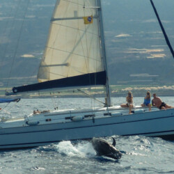 Avistamiento de cetáceos con sangría en Tenerife 33