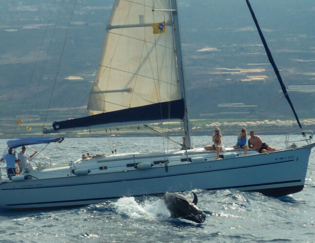 Avistamiento de cetáceos con sangría en Tenerife 33