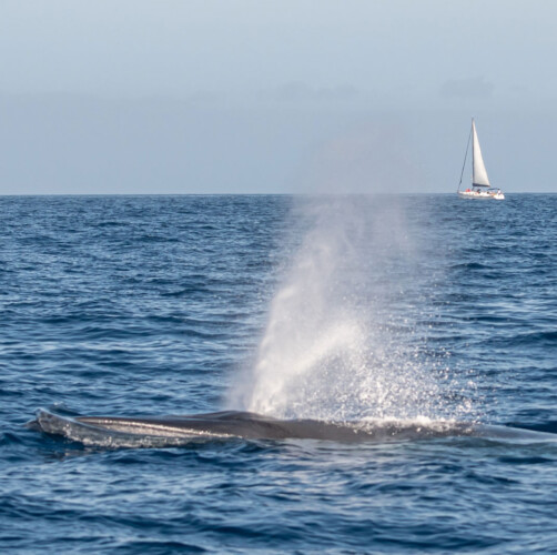 Avistamiento de cetáceos con sangría en Tenerife 34