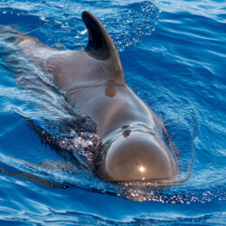 Avistamiento de cetáceos con sangría en Tenerife 35