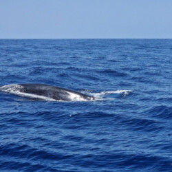 Avistamiento de cetáceos con sangría en Tenerife 36