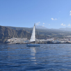 Avistamiento de cetáceos con sangría en Tenerife 40