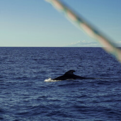 Avistamiento de cetáceos con sangría en Tenerife 41
