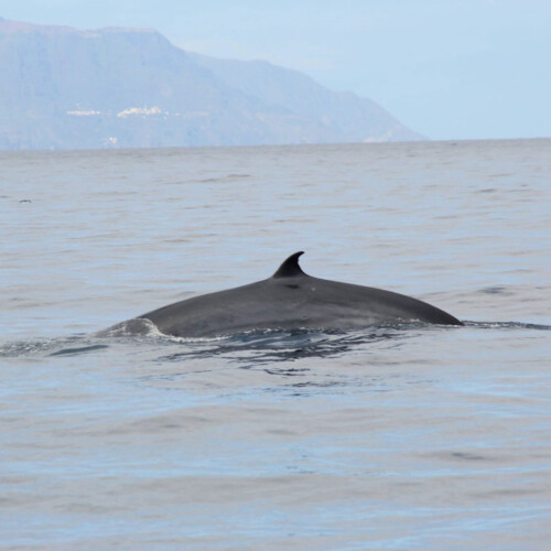 Avistamiento de cetáceos con sangría en Tenerife 42