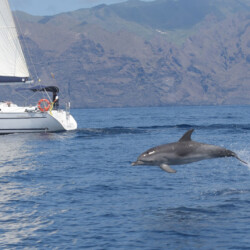 Avistamiento de cetáceos en Sangría Tenerife 8