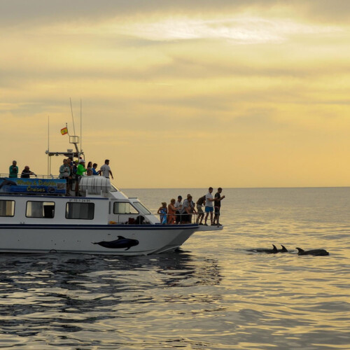 barco Nashira Uno Avistamiento de Ballenas Los Gigantes 10