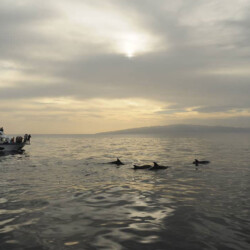 Barco Nashira Uno Avistamiento de Ballenas Los Gigantes 2