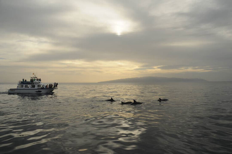 Barco Nashira Uno Avistamiento de Ballenas Los Gigantes 2
