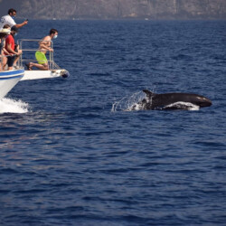 Barco Nashira Uno Avistamiento de Ballenas Los Gigantes 3