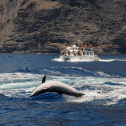 Barco Nashira Uno Avistamiento de Ballenas Los Gigantes 6