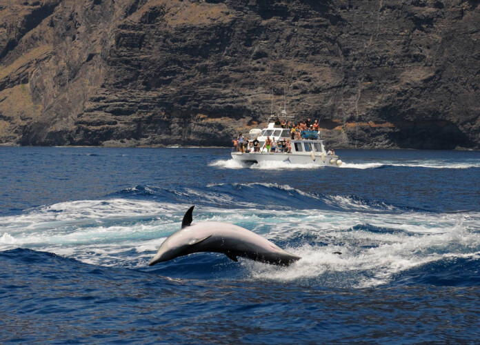 Barco Nashira Uno Avistamiento de Ballenas Los Gigantes 6