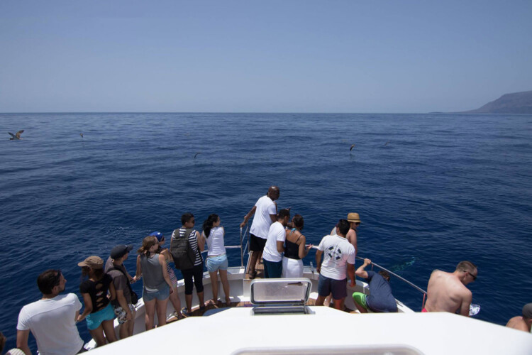 Barco Nashira Uno Avistamiento de Ballenas Los Gigantes 8