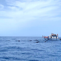 Barco Nashira Uno Avistamiento de Ballenas Los Gigantes 9