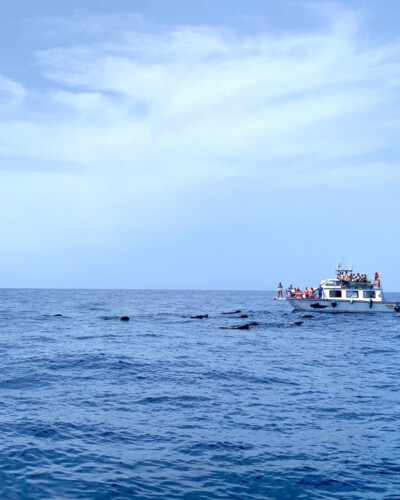 Barco Nashira Uno Avistamiento de Ballenas Los Gigantes 9